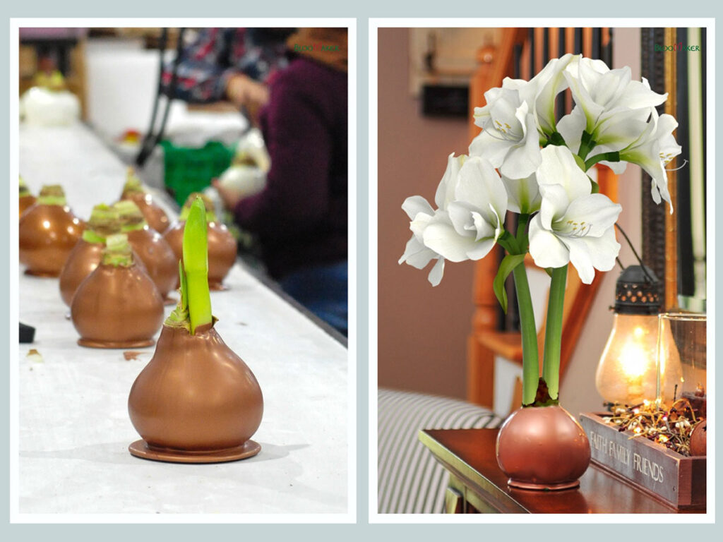 Amaryllis bulbs for planting