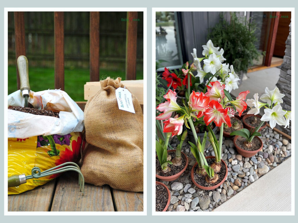 Traditional Amaryllis bulbs that need to be planted in soil