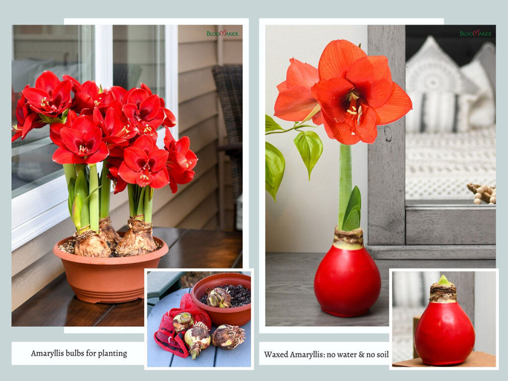 Side-by-side image of a traditional amaryllis bulb planted in soil and a waxed amaryllis bulb