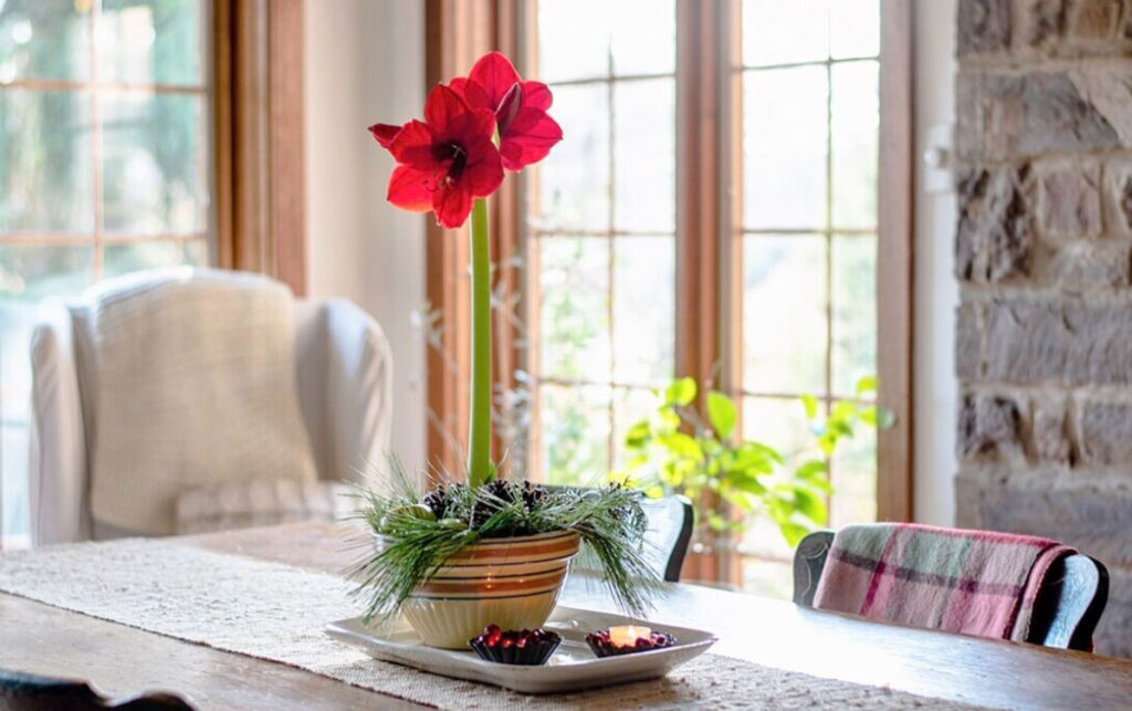 Picture of a Bloomaker Red Lion Amaryllis by @farmhouse1873