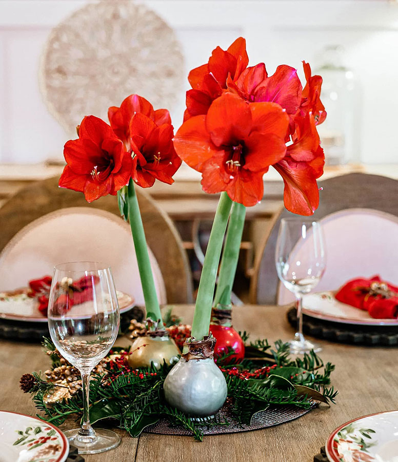 Bloomaker Waxed Amaryllis centerpiece xmas decoration.
