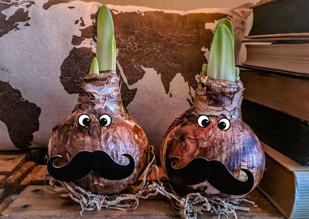 Bloomaker Amaryllis bulbs with comedy eyes and curly mustaches added