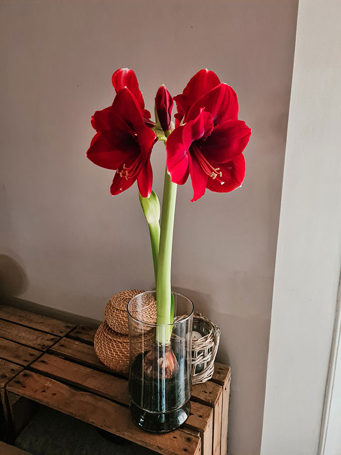 Red Lion Amaryllis potted in a Bloomaker vase (reused)