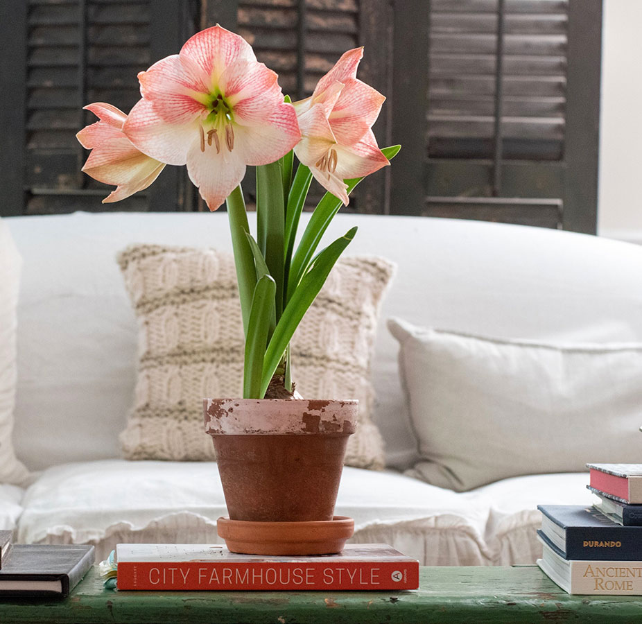Picture of a Bloomaker Apple Blossom Amaryllis by @farmhouse1873