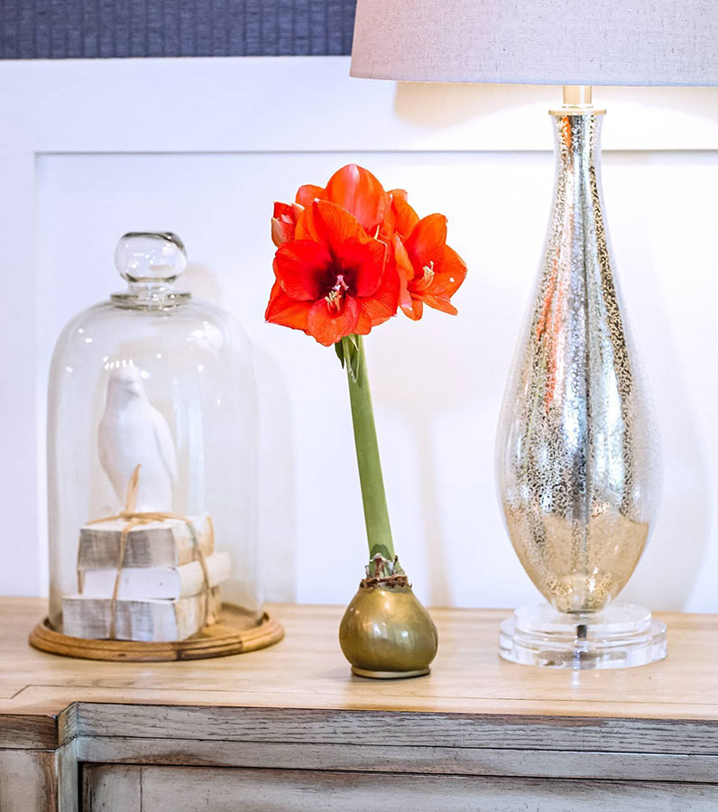 Gold Bloomaker Waxed Amaryllis with red blooms (Red Lion)