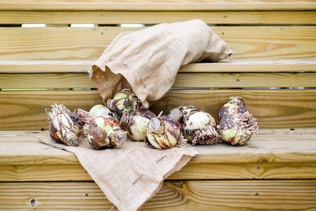 A selection of Amaryllis bulbs on a hessian sack