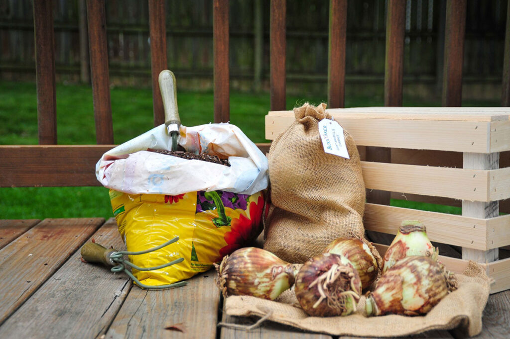 Bulbs, compost and tools for planting