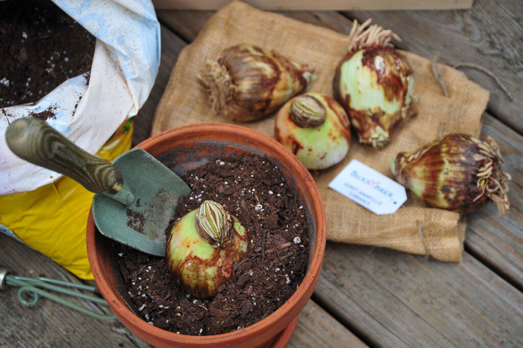 Planting of a Amaryllis bulb in a pot with garden trowel