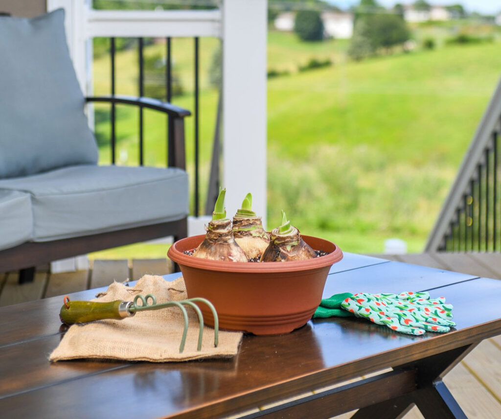 Amaryllis bulbs planted in pot