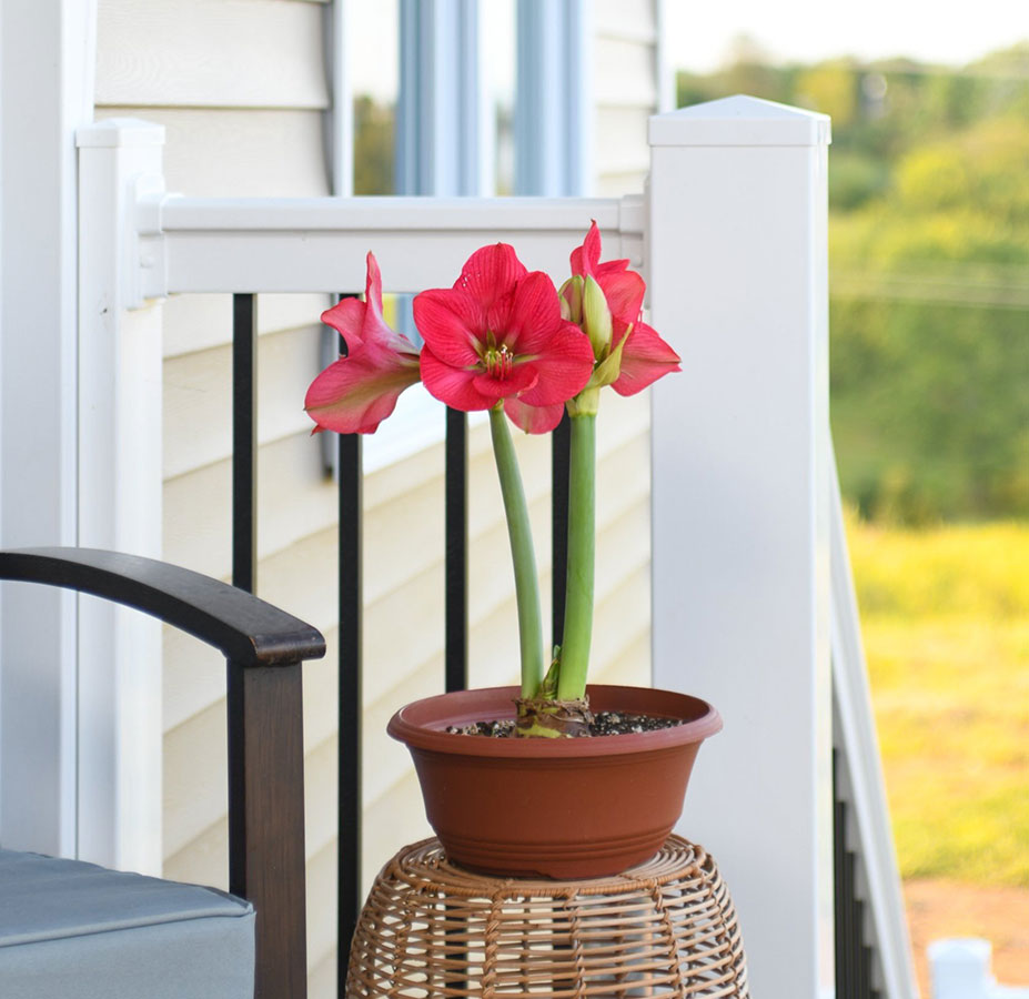 Red Amaryllis Blooms in pot