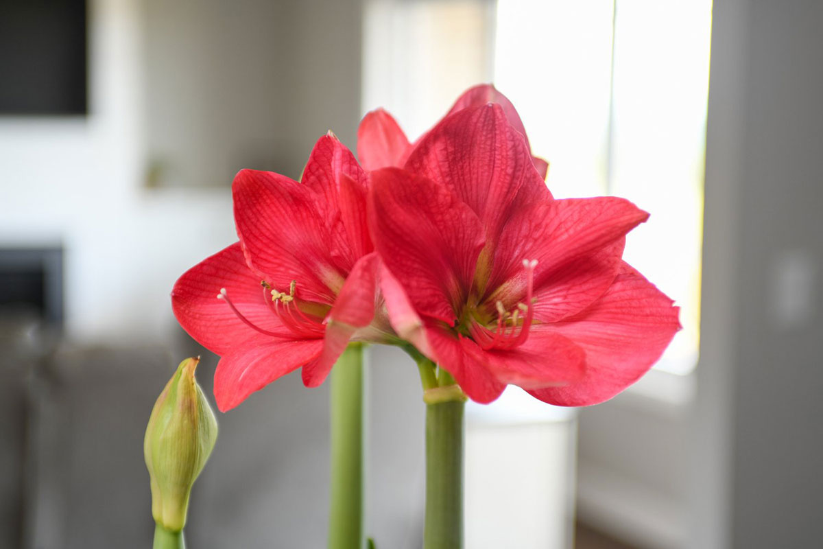 Red Amaryllis Blooms