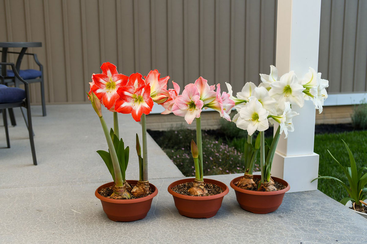 Arrangement of a variety of Amaryllis Blooms in pots