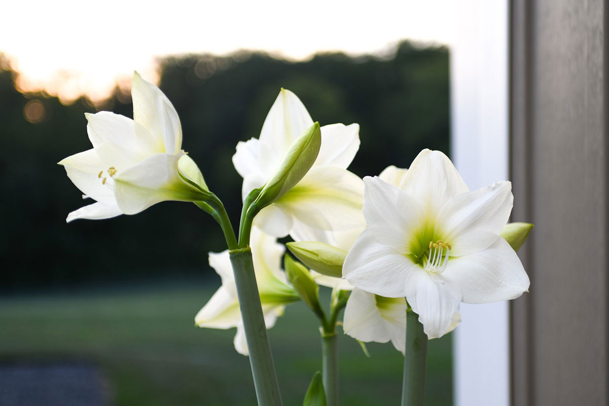 White Amaryllis Blooms