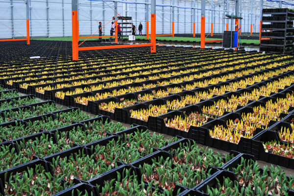 Hydroponic Tulips being prepared in the Bloomaker® greenhouse