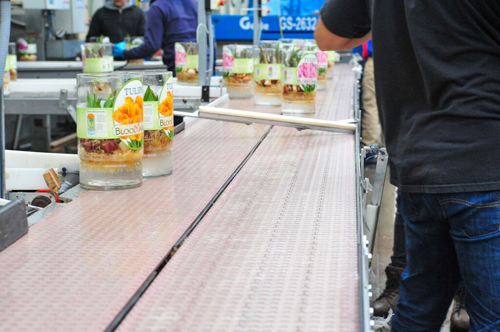 Hydroponic Tulips being prepared in the Bloomaker® warehouse