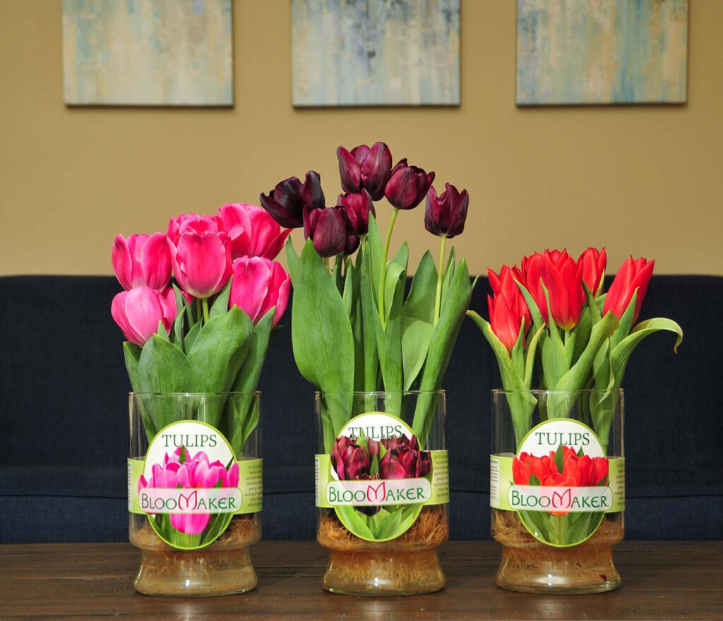 Display of 3 different types of Bloomaker tulips in Vases