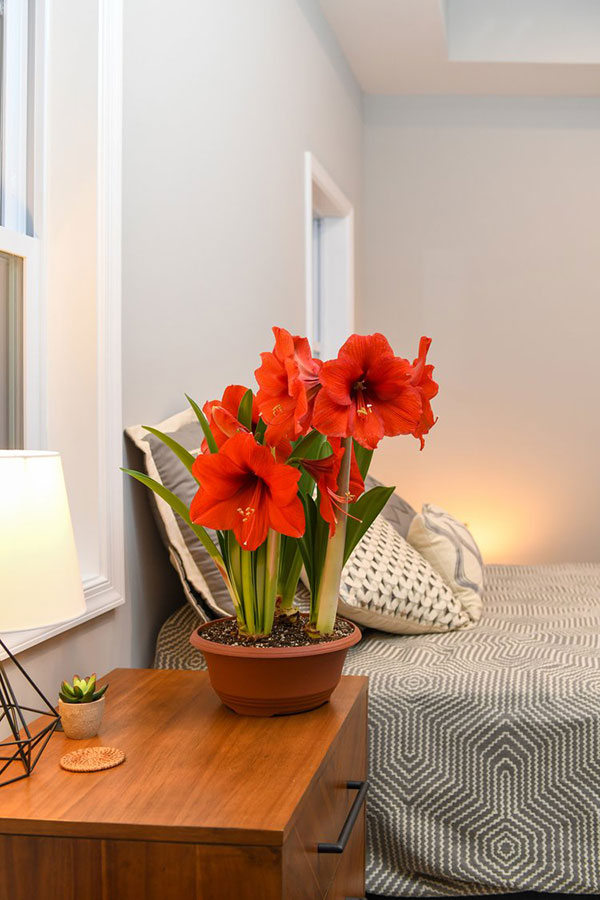 Raw Orange Waxed bulb in bloom