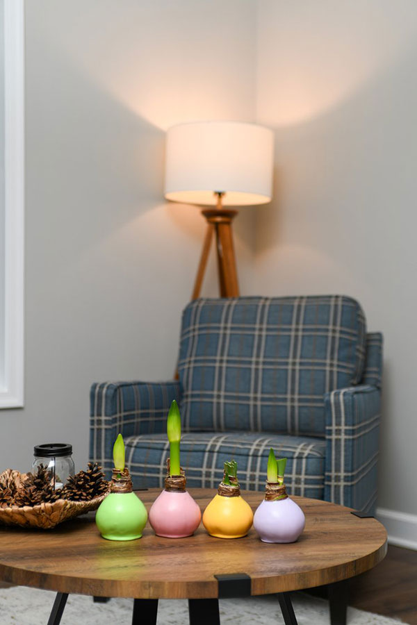 Various Seasonal colored waxed bulbs