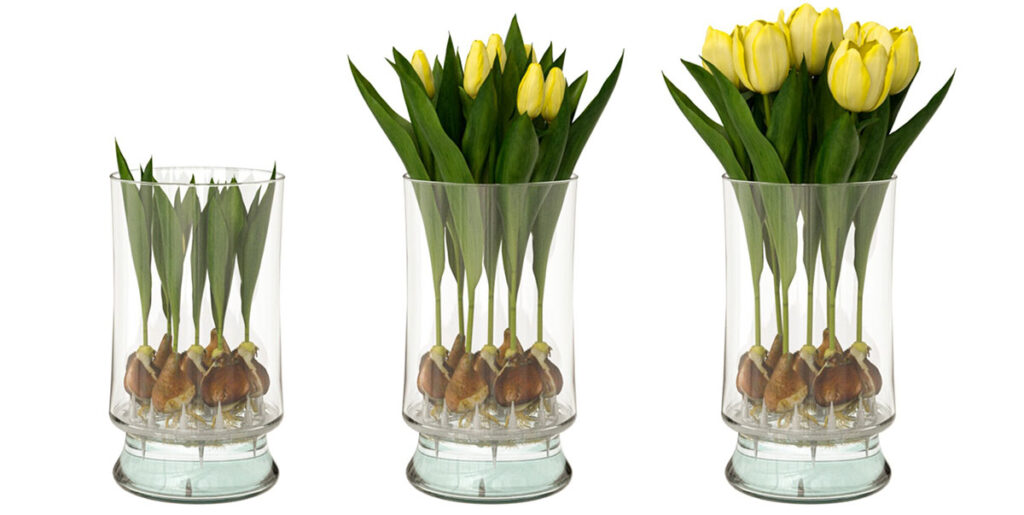 Hydroponic Bloomaker Tulips Growing Stages