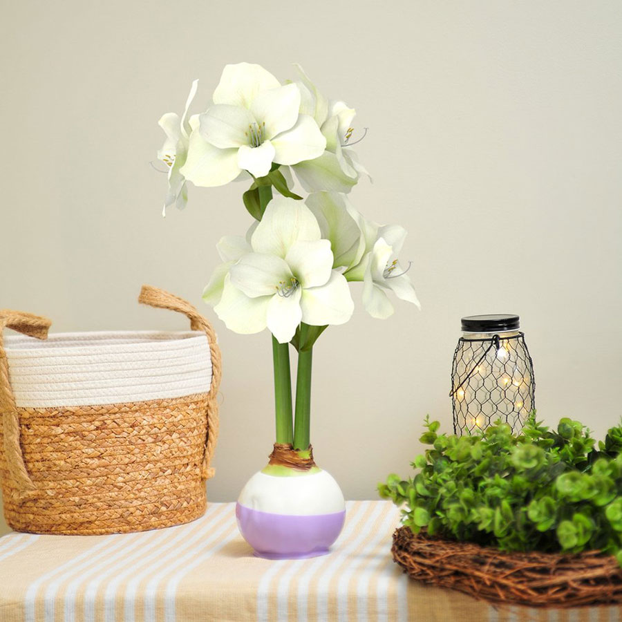 White Amaryllis in bloom