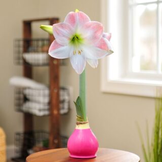 Fuchsia Glow