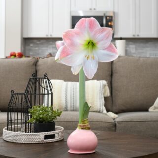 Blush Petal
