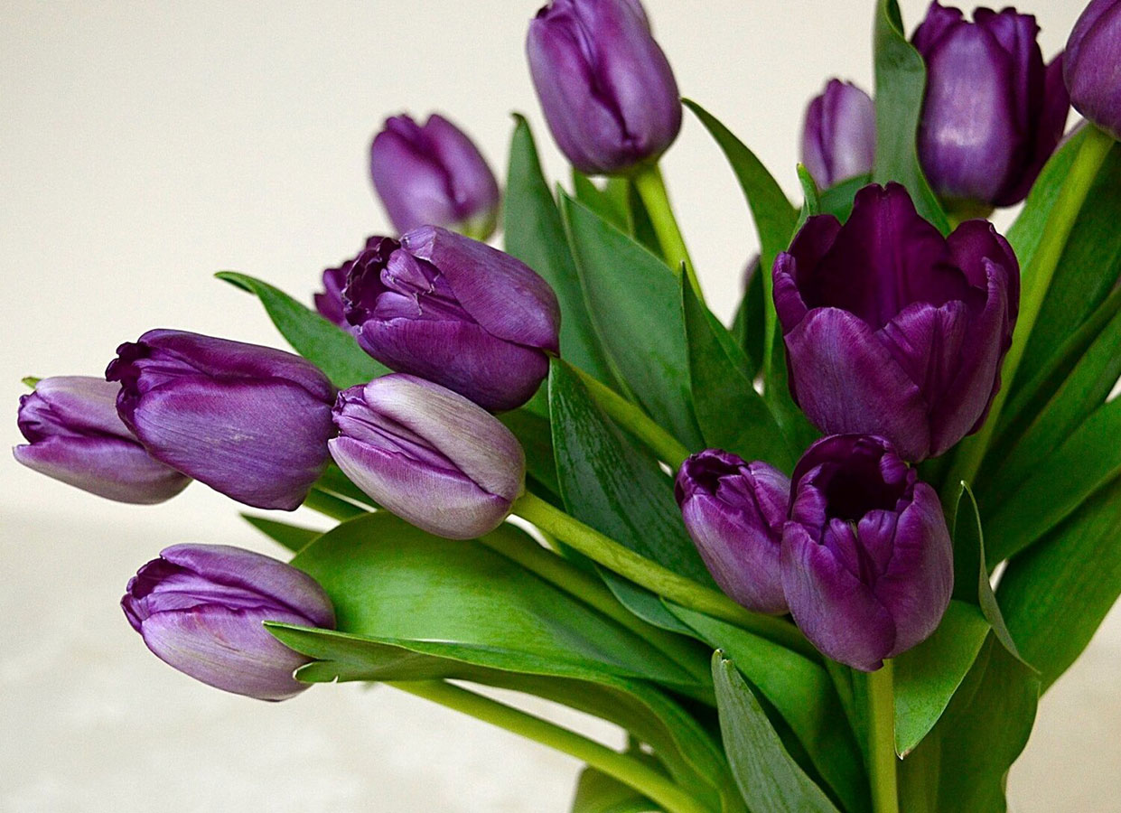 Purple Tulips