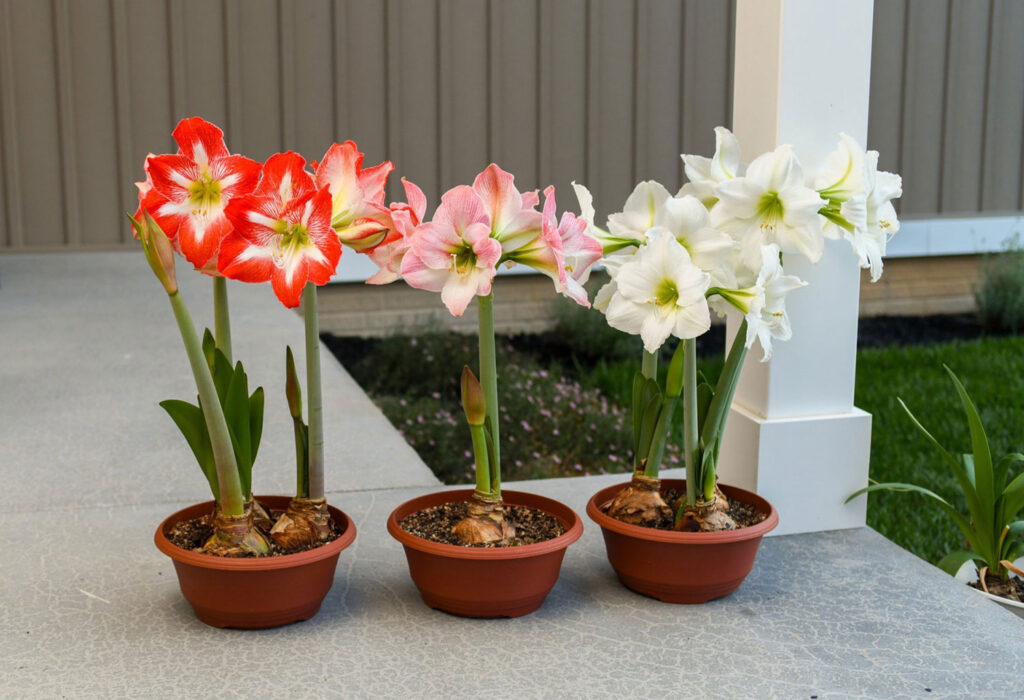 Minerva, Apple Blossom and Christmas Gift Bloomaker® Amaryllis on a Patio
