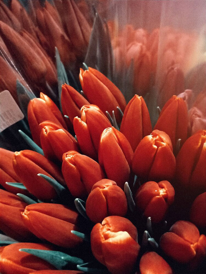 Red Tulips