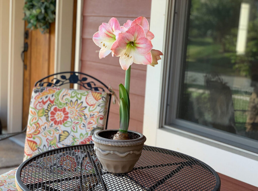 Beautiful Single Giant Amaryllis in pot placed on wire-top table outdoors