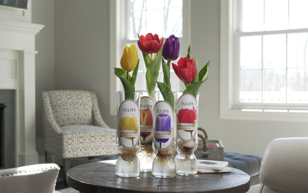 Display of different Tulip varieties and vases shown in a contemporary room setting