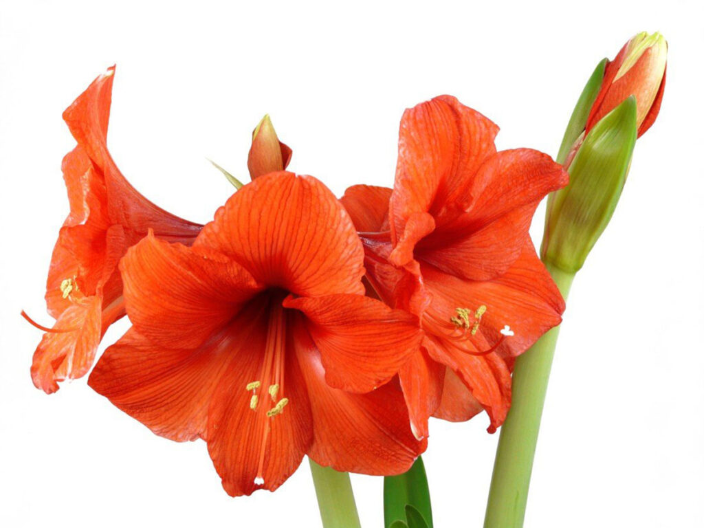 Unique Wedding Flora Ideas Giant Waxed Amaryllis