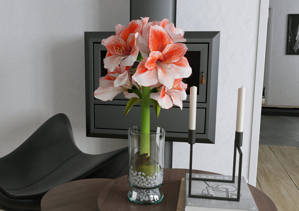Vienna Charisma Amaryllis