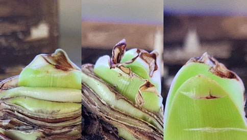 Stages of growth - brown tips might be initially noticeable, often give way to the vibrant and healthy greenery