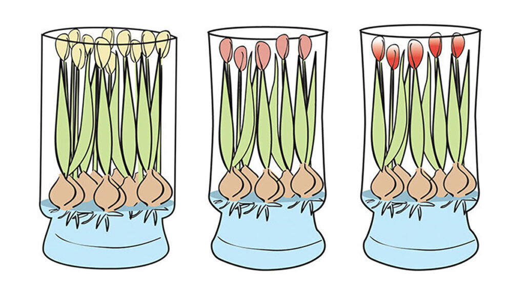 Tulips At the Rim of the Vase Diagram