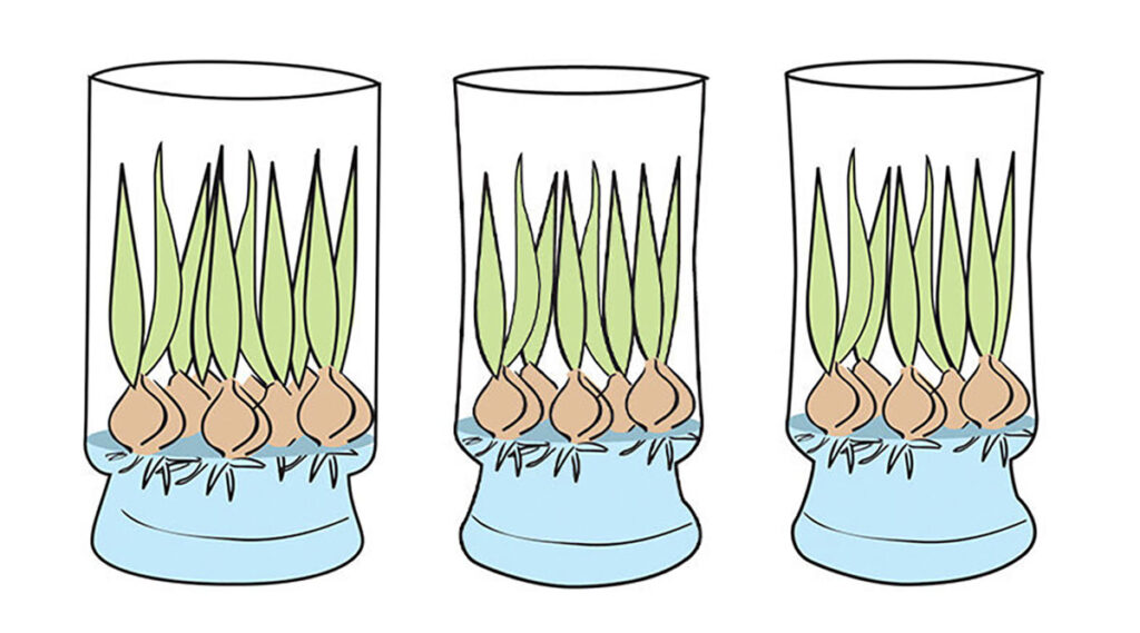 Tulips below the Rim of the Vase Diagram