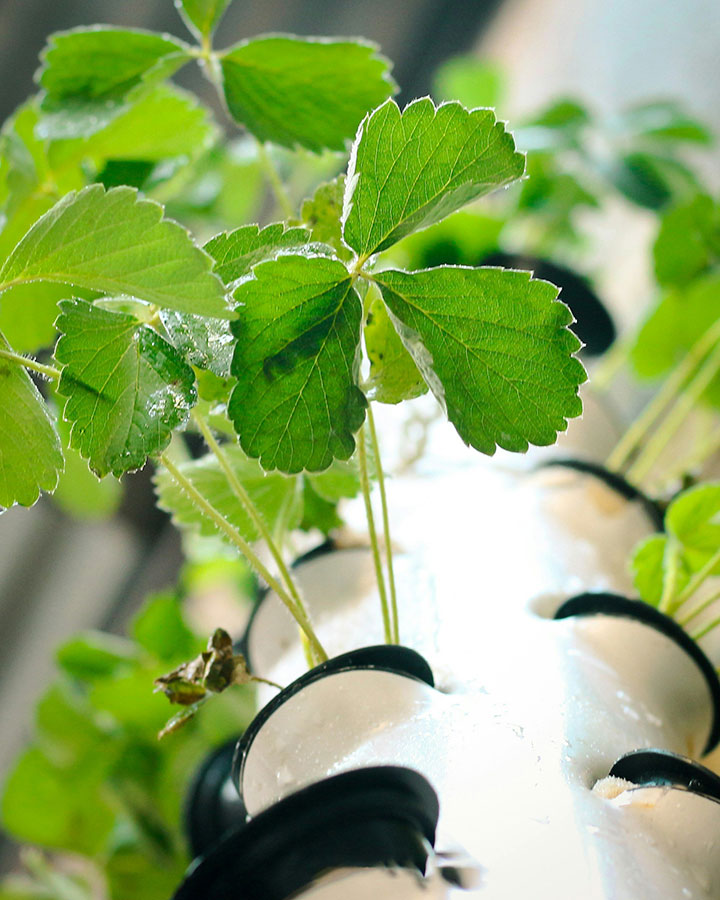 hydroponics in action