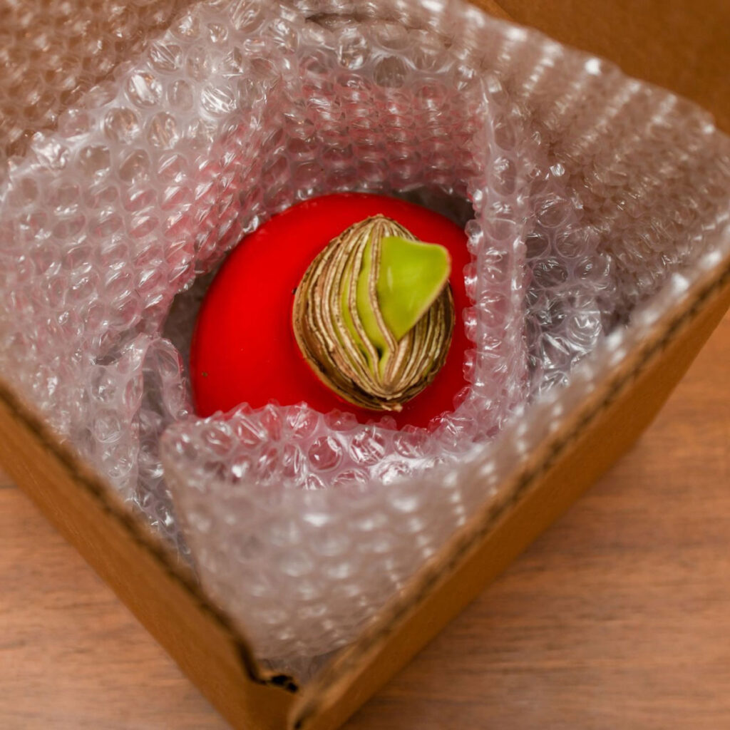 Bloomaker® Waxed Amaryllis in a shipper box