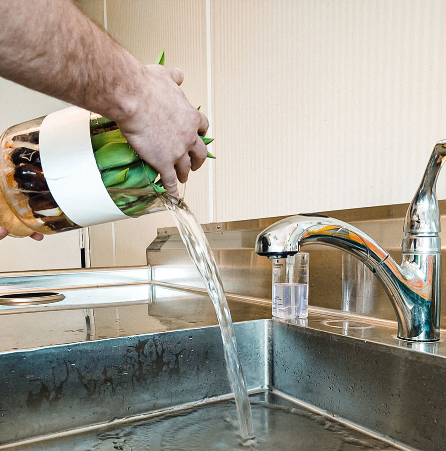 Changing the water of Bloomaker Long Life Tulips