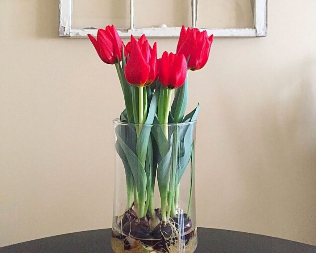 long life tulips