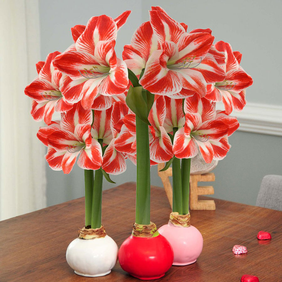 minerva waxed valentines bulbs in bloom