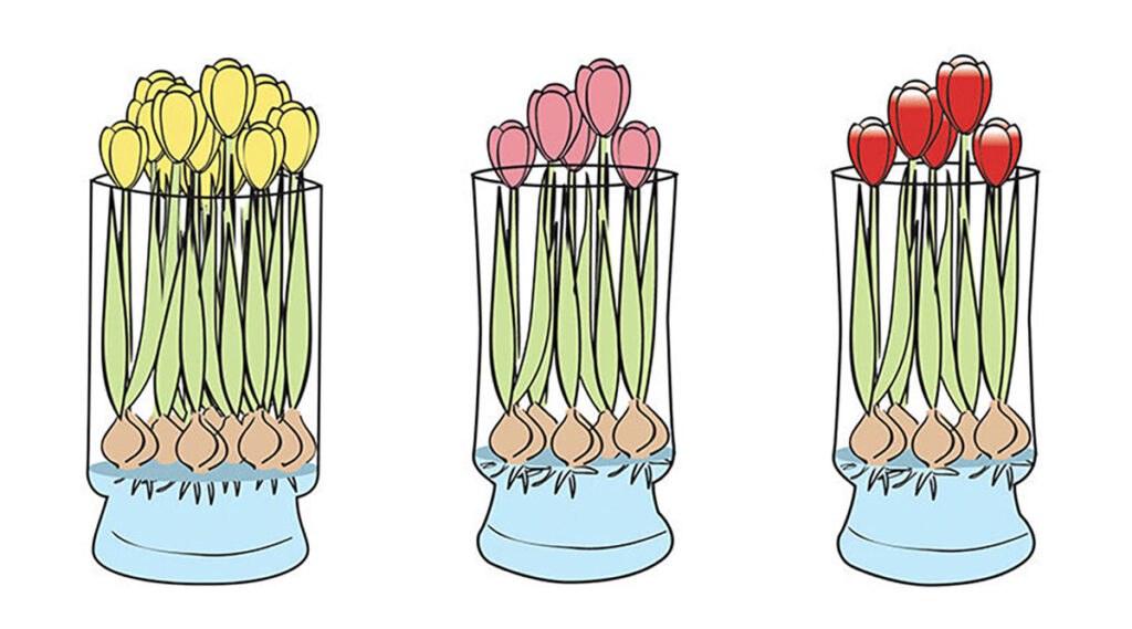 Tulips Blooming Over the Rim