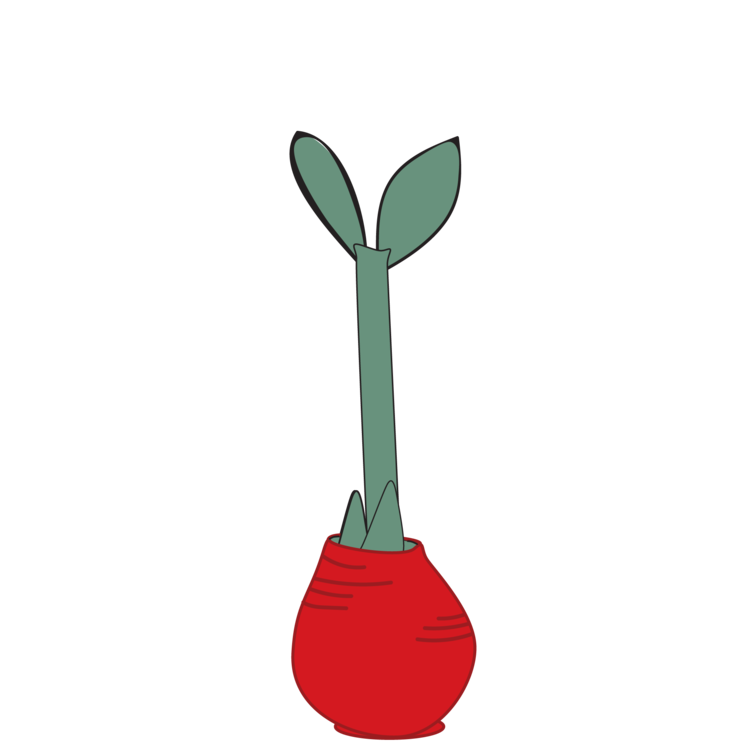 waxed amaryllis growth stage 2